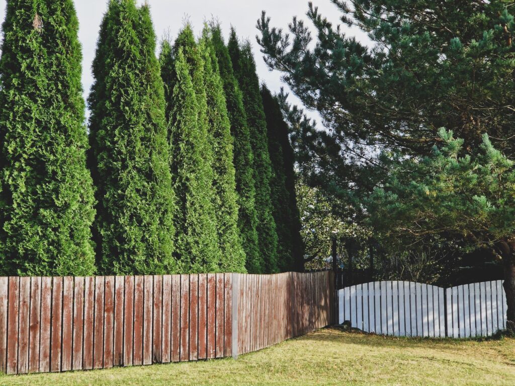 Row of tall arborvitae behind a wooden fence forming a privacy screen