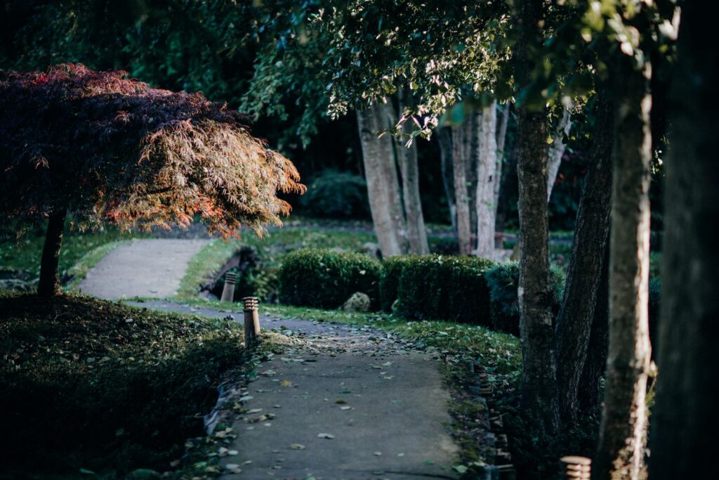Garden path in autumn with a red Japanese maple, birches, and clipped shrubs