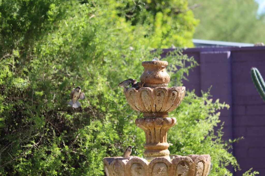 Small birds bathing and perching on a tiered garden fountain