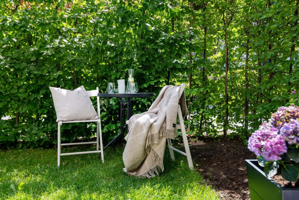 Two chairs and a small table on a lawn in front of a dense green hedge