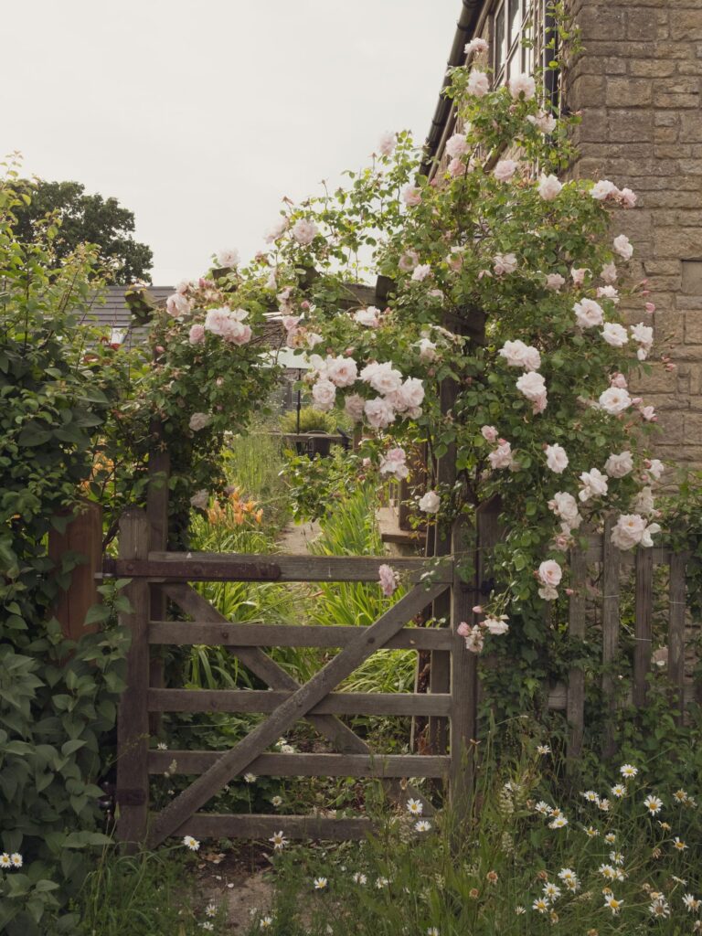 Pale pink climbing roses growing over a wooden garden gate in Malmesbury, England