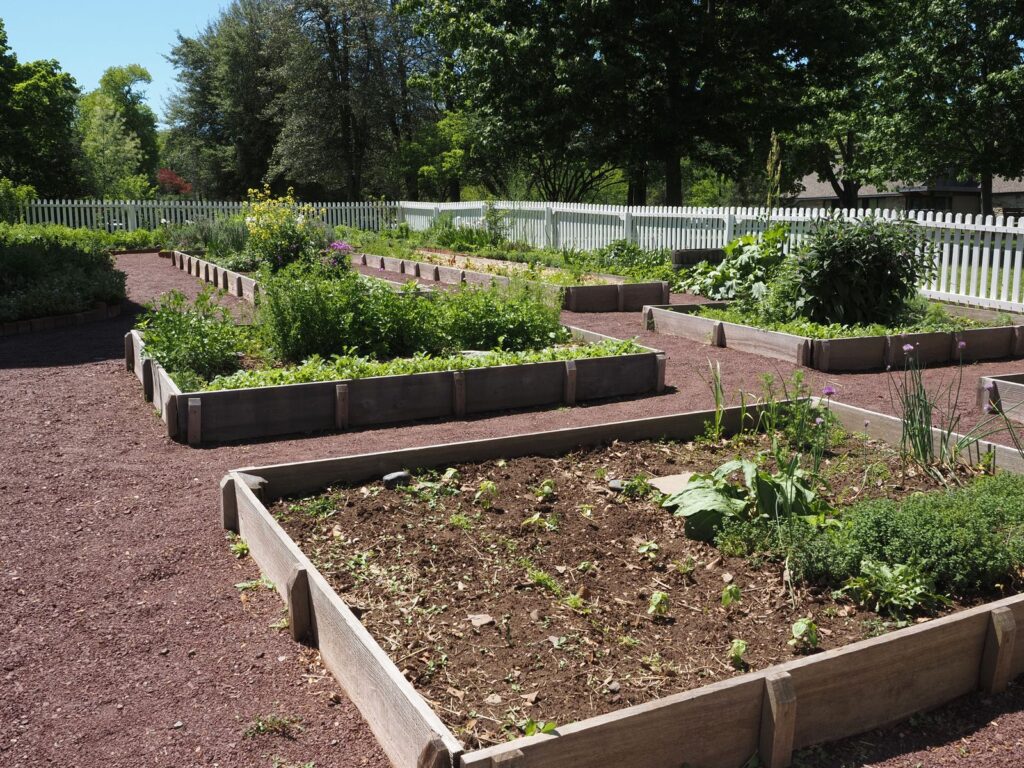 Rows of raised vegetable beds in a community garden