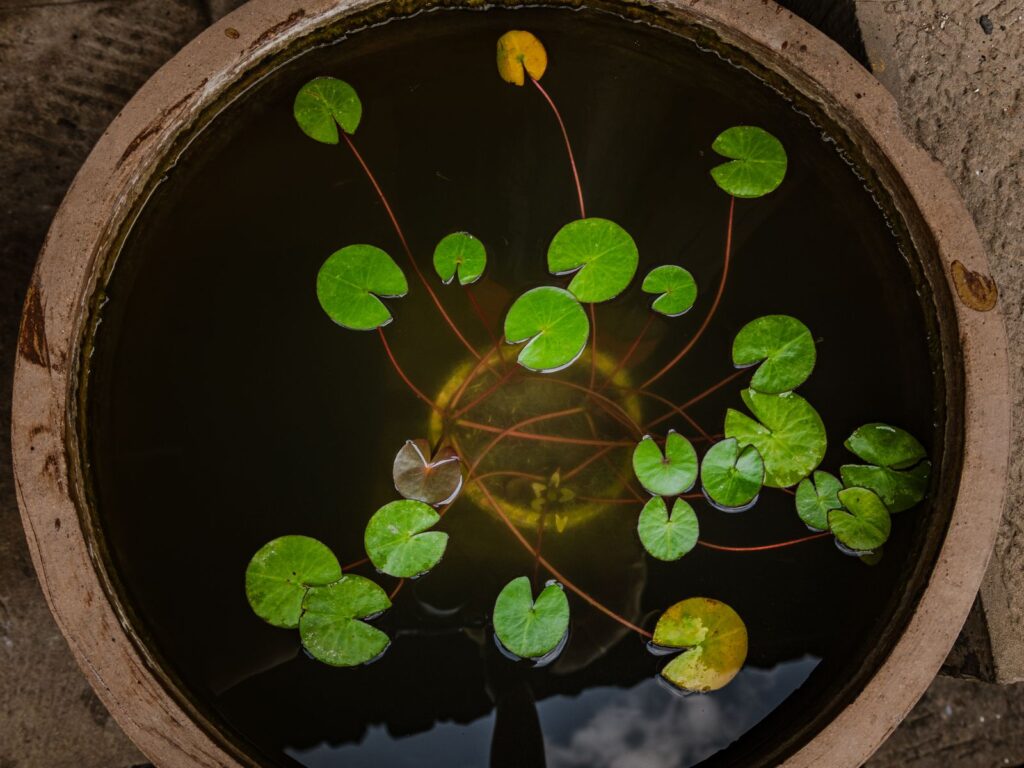 Water lily leaves floating in a round outdoor pot used as a container water garden