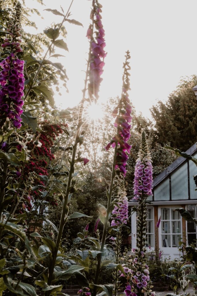 Tall pink and purple foxgloves in a sunlit English cottage garden