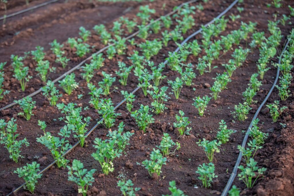 Rows of young plants watered by drip irrigation lines