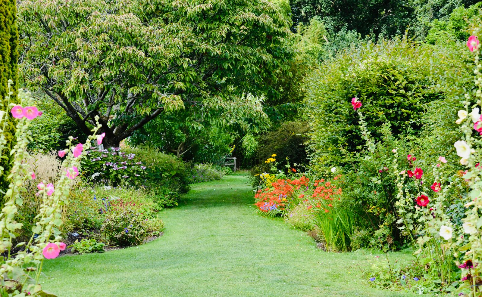 A grass path running between deep flower borders with hollyhocks in an English garden
