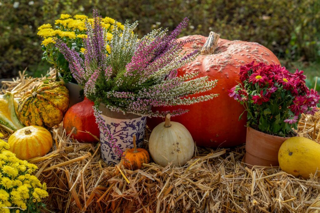Fall display of pumpkins, gourds, heather, and potted mums on straw bales