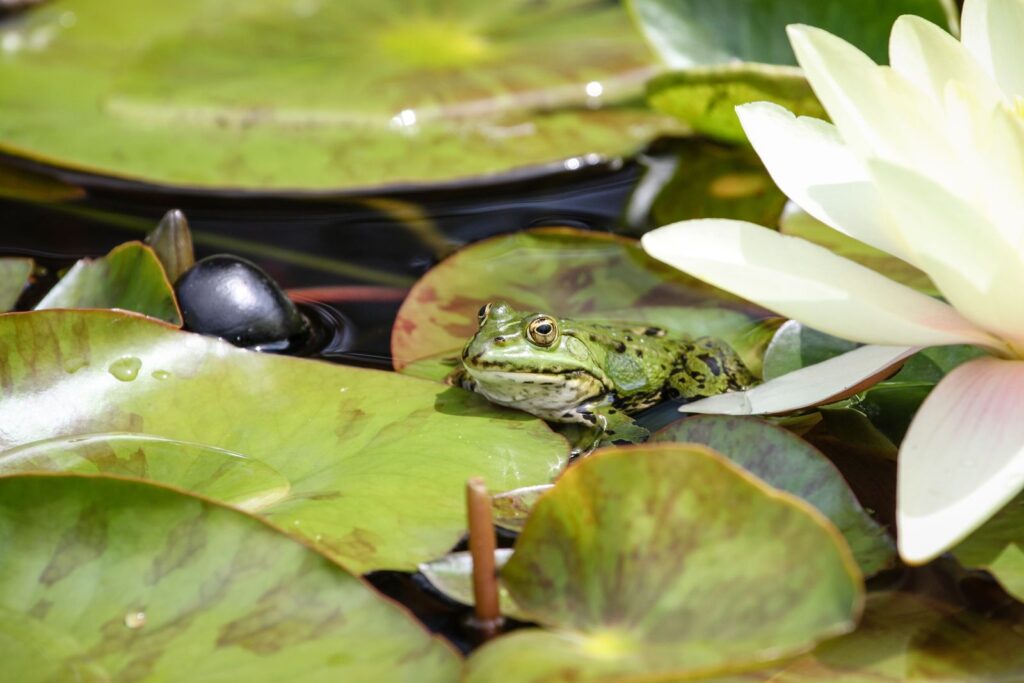 Green frog sitting on a lily pad next to a white water lily