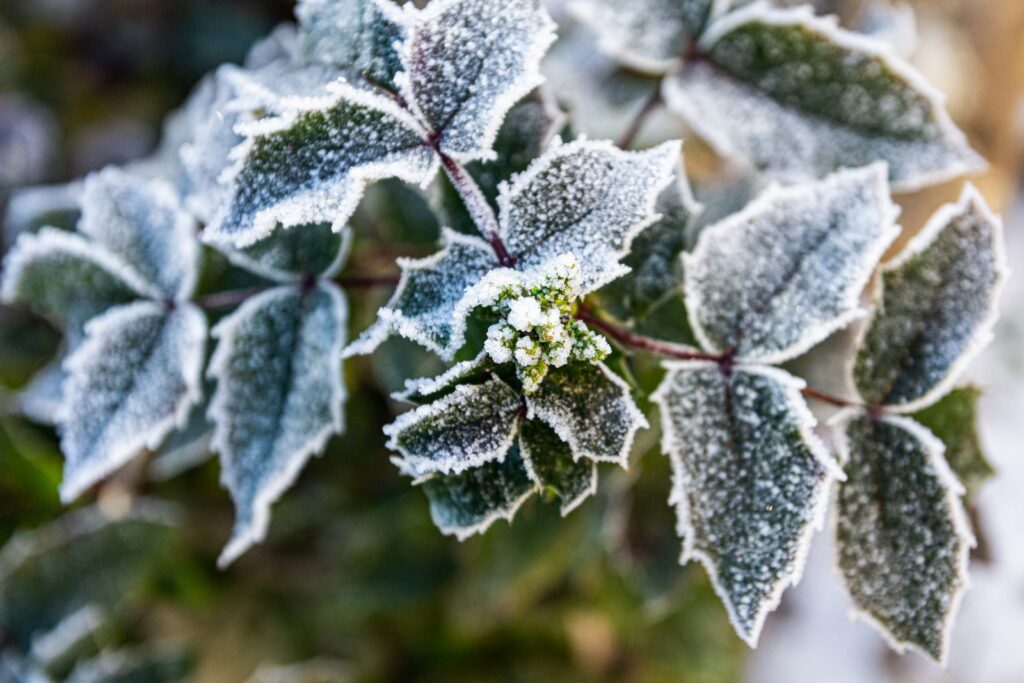 Frost-covered leaves and buds on a shrub in winter