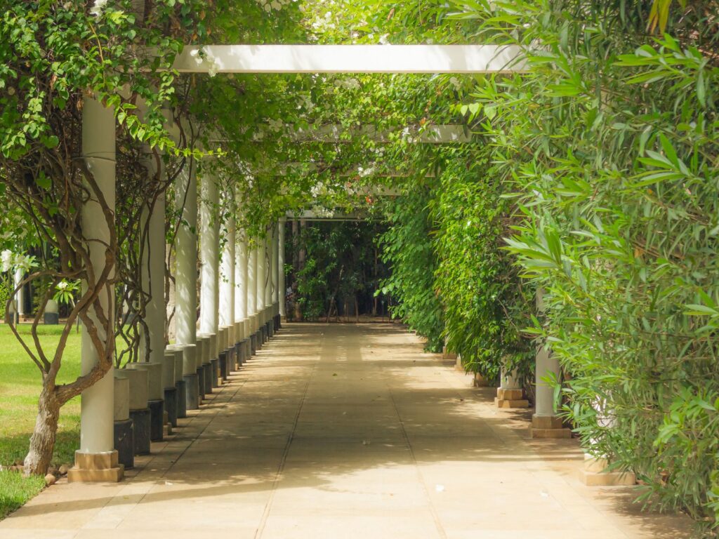 Long white pergola walkway lined with climbing foliage