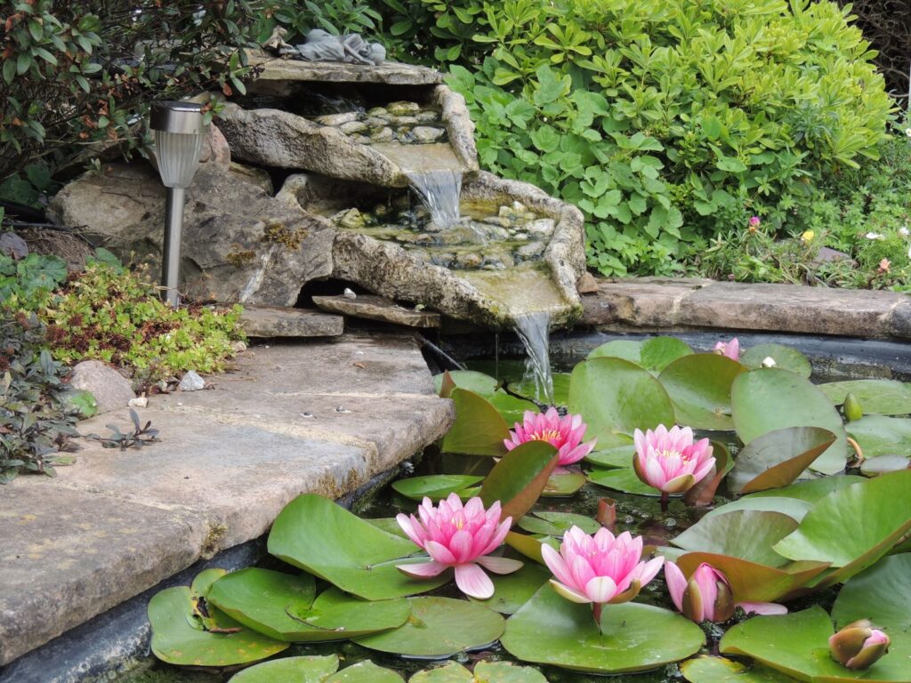 Garden pond with pink water lilies below a small stone waterfall