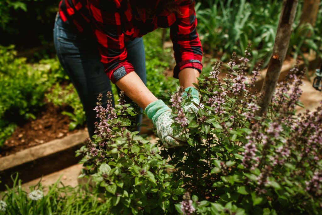 A gardener in gloves pruning flowering basil in a garden bed