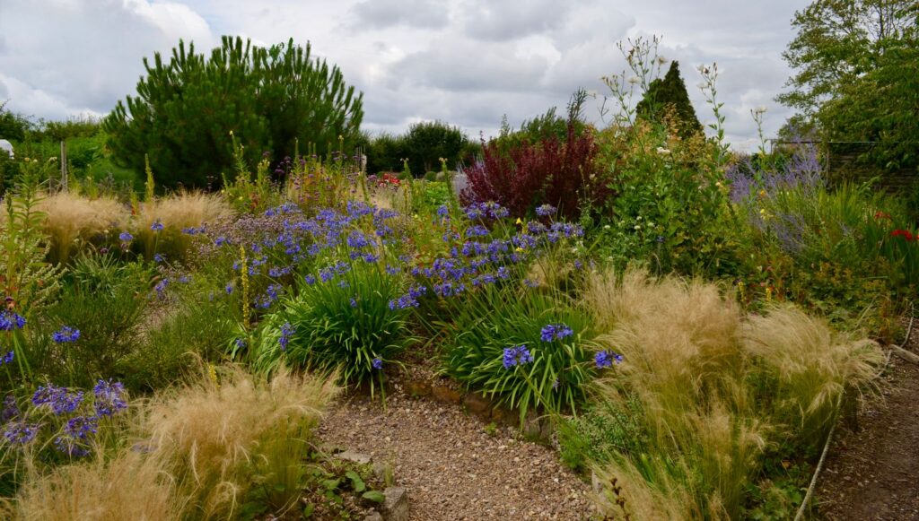 Ornamental grasses and blue perennials planted along a gravel path in place of lawn