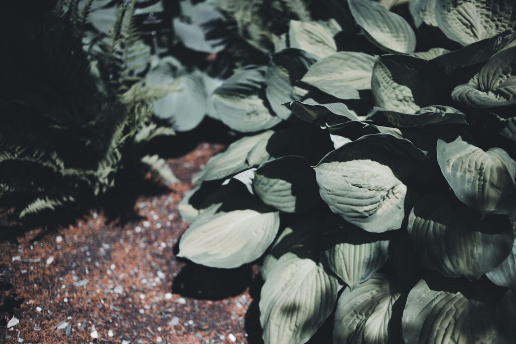 Broad hosta leaves growing in a shady garden bed