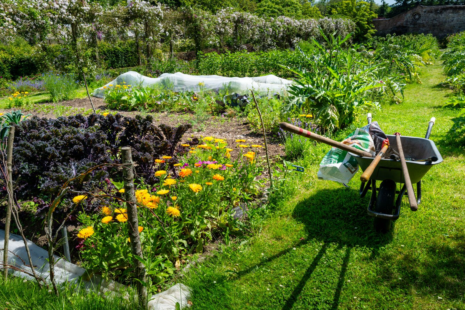 A kitchen garden with purple kale, orange calendula, and flowers growing together