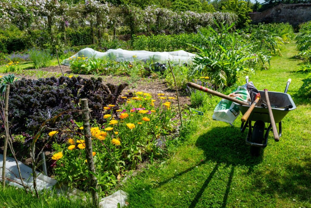 Kitchen garden with calendula, vegetables, and a wheelbarrow of tools on the lawn