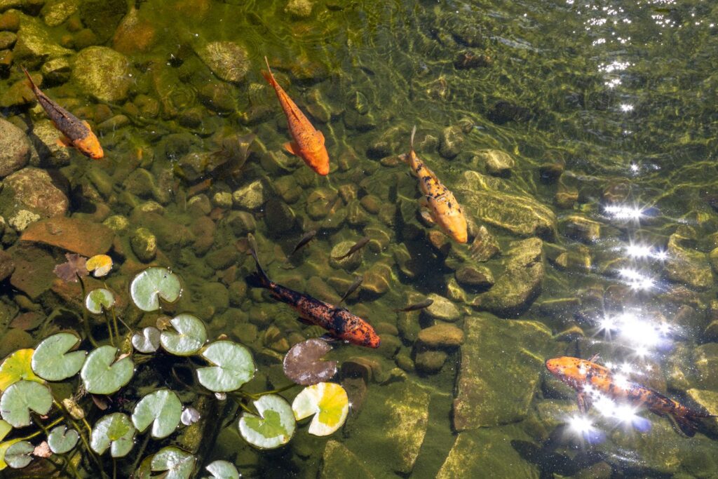 Koi swimming over a rocky pond bottom beside lily pads