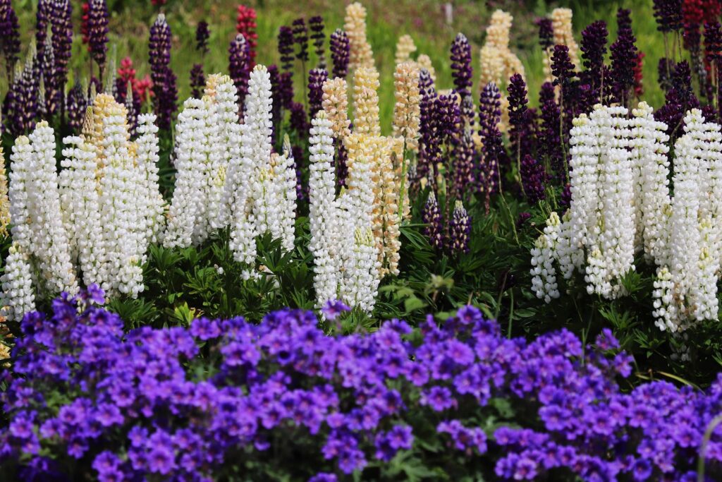 Border of tall lupines in purple, white, and cream above low purple flowers