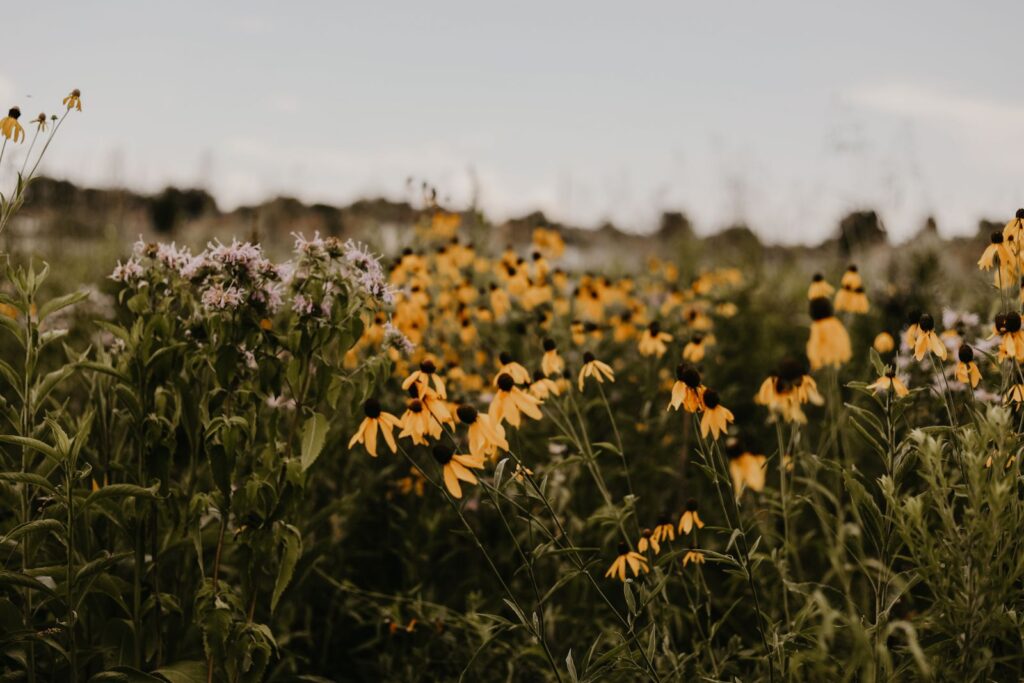 Native wildflower meadow with black-eyed Susans and purple blooms