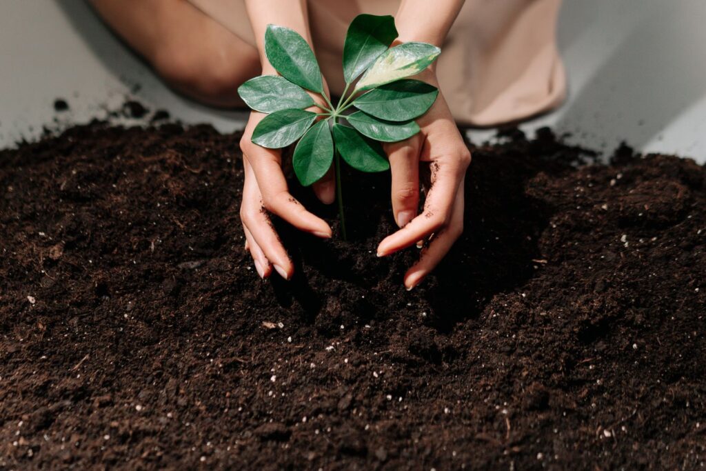 Hands setting a young plant into dark, crumbly soil