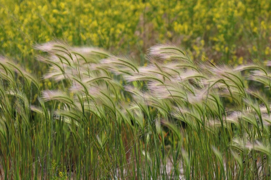 Native prairie grasses with seed heads swaying in front of yellow wildflowers