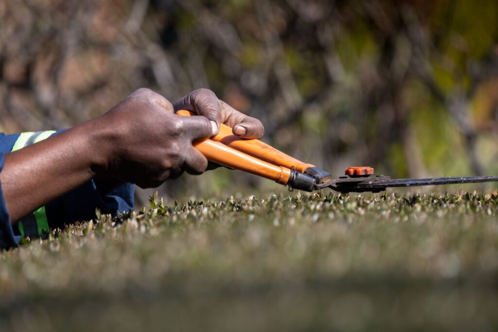 Hands trimming a low hedge with orange-handled pruning shears