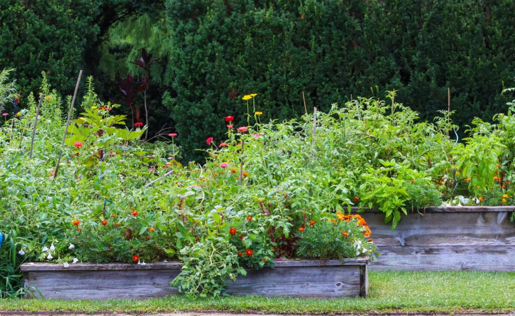 Wooden raised beds filled with vegetables and zinnias in front of a hedge