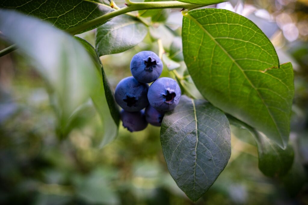 Ripe blueberries on a bush