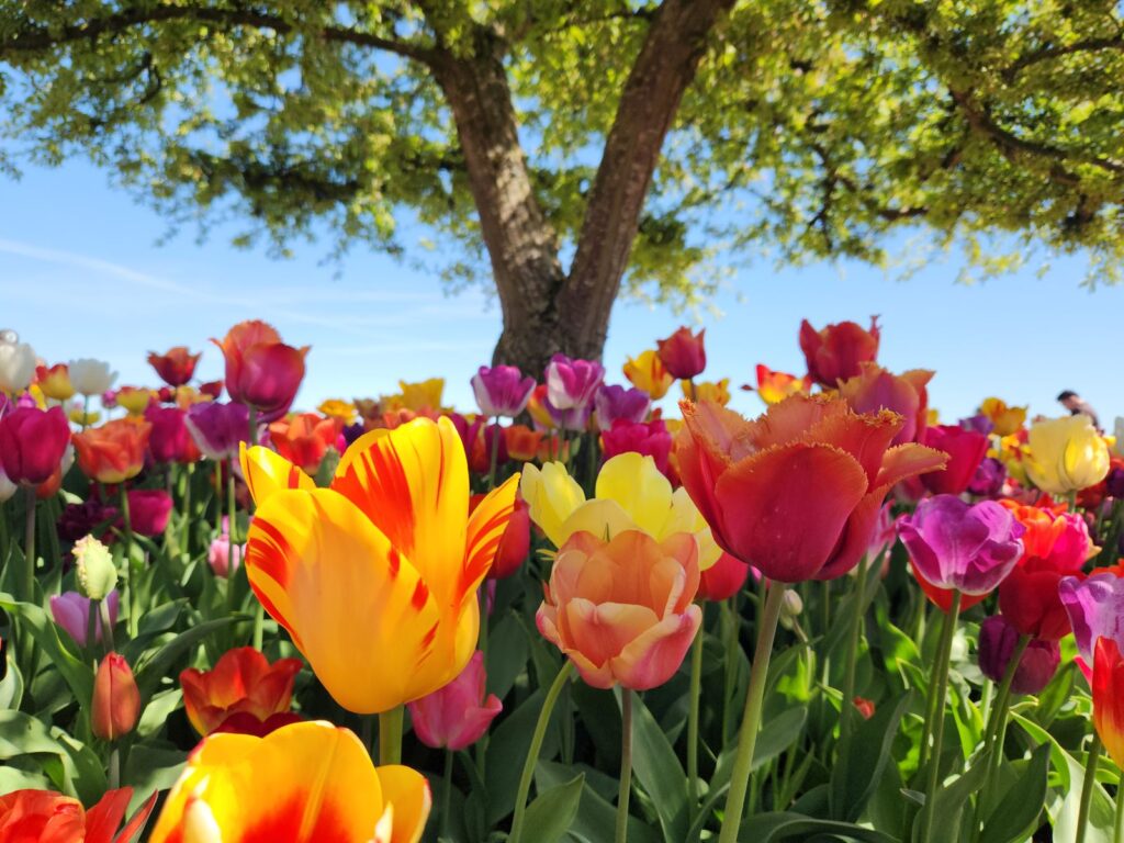 Mixed spring tulips in full bloom beneath a tree