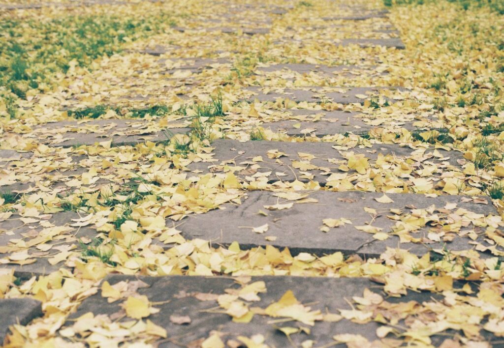 Stone path scattered with yellow autumn leaves