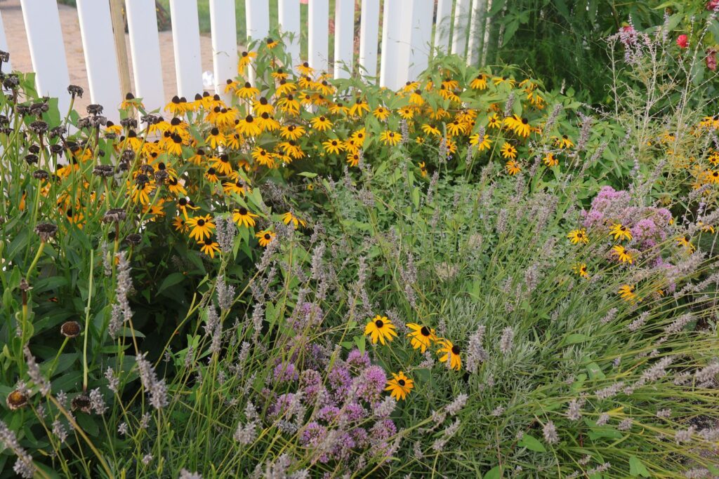 Summer border of black-eyed Susans, lavender, and grasses along a white picket fence