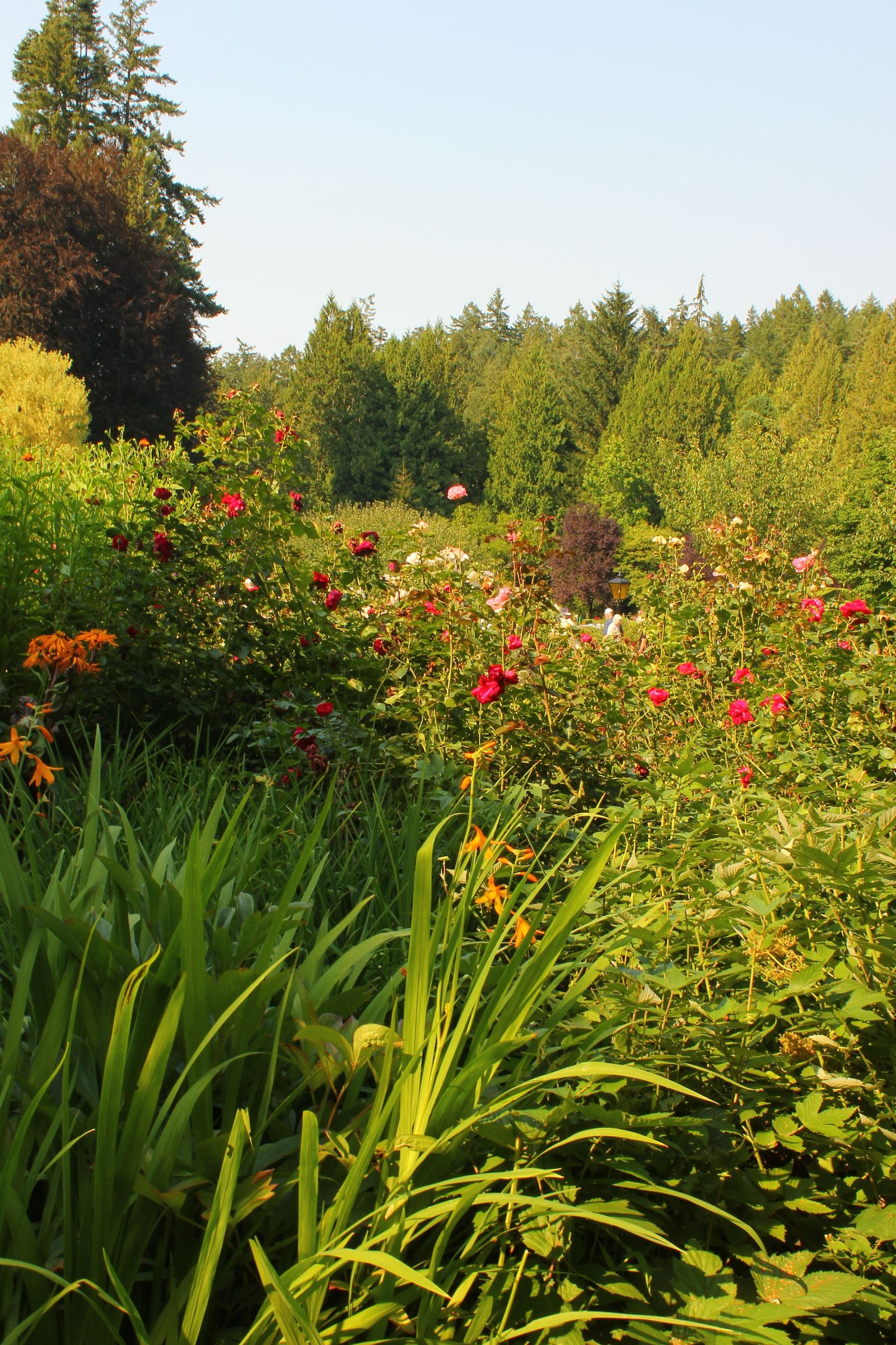 A summer garden with daylilies, roses, and flowering shrubs in front of evergreen trees