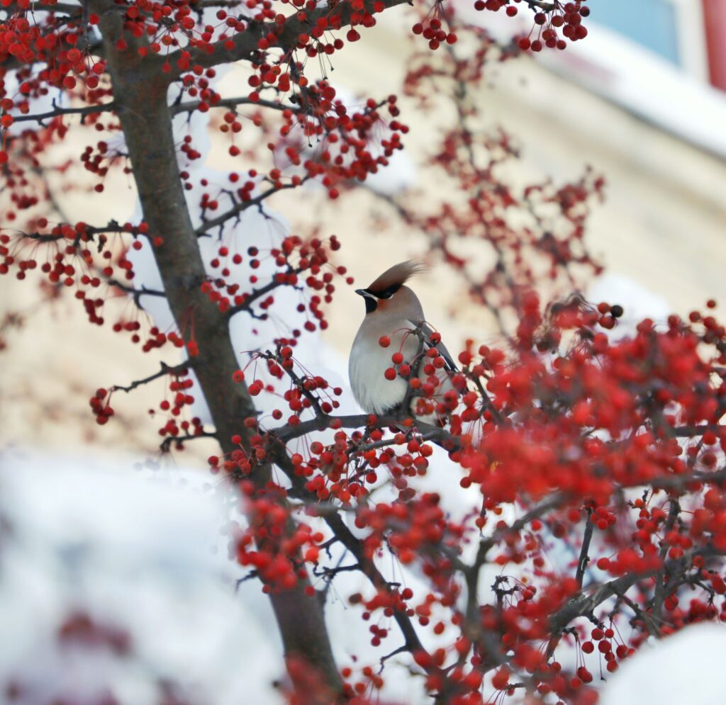 Waxwing perched in a tree full of red berries in winter