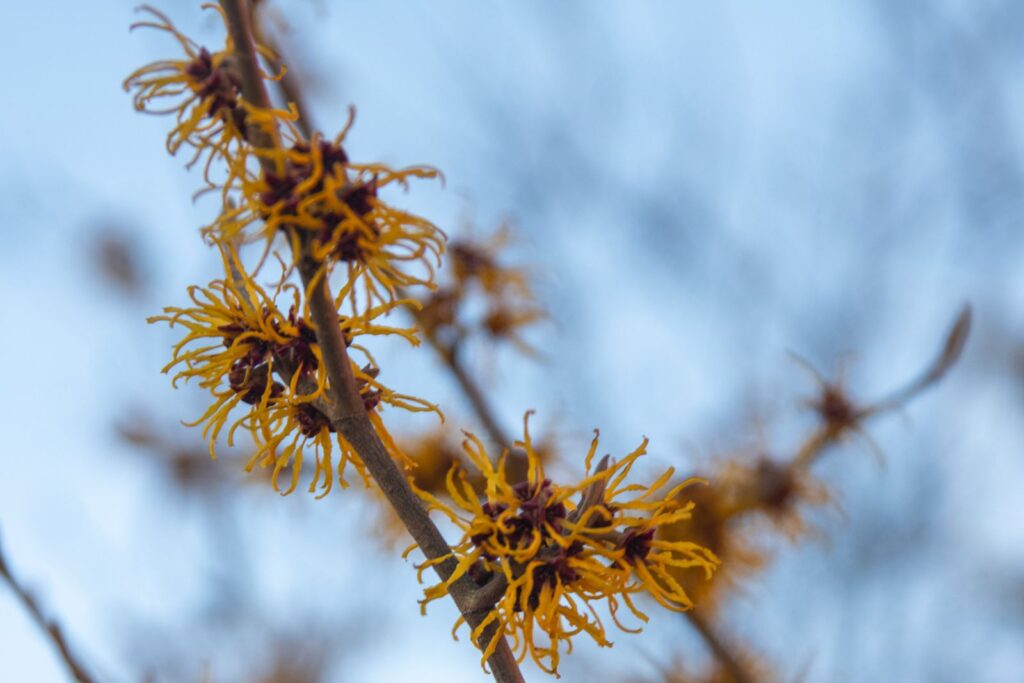 Yellow witch hazel flowers on bare branches in late winter