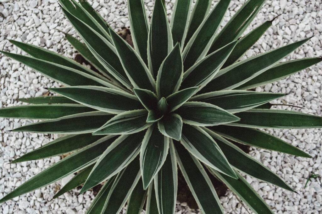An agave growing in a bed of white gravel
