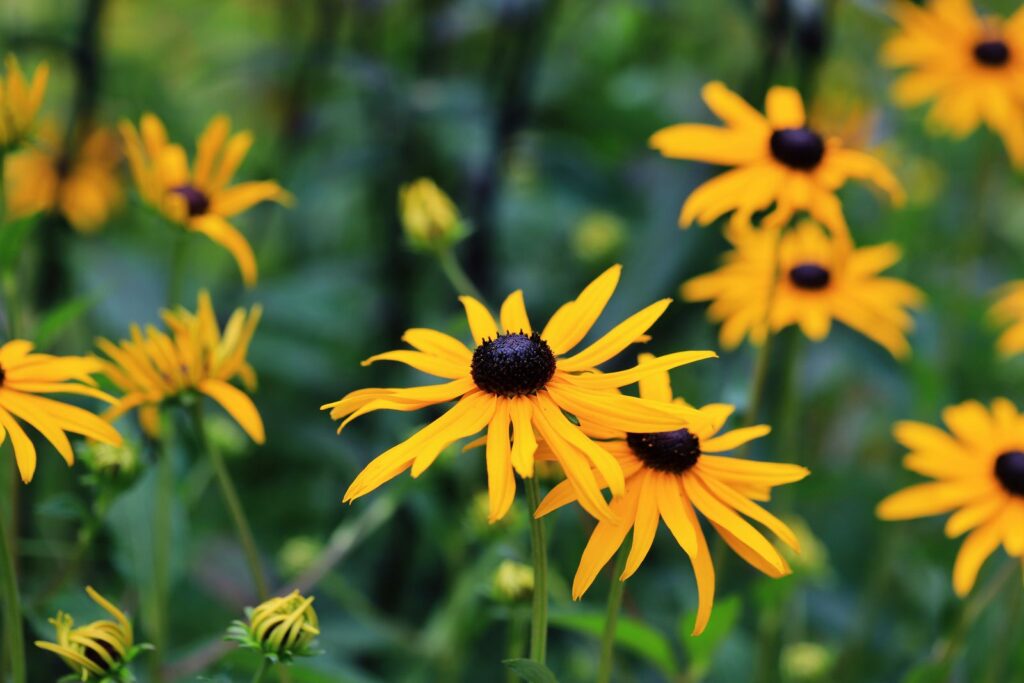 Black-eyed Susans in bloom