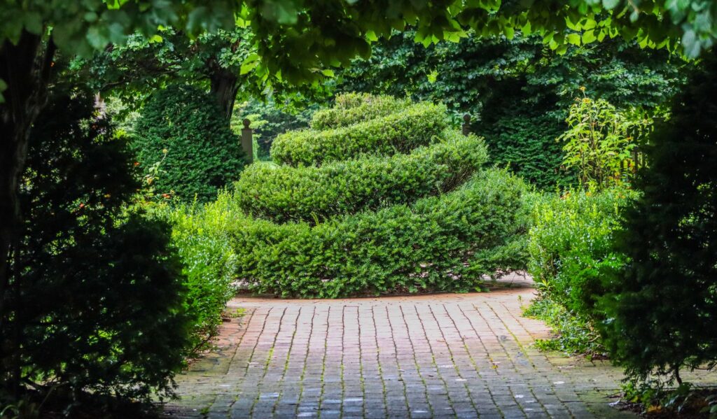 A red brick path leading to a clipped spiral shrub