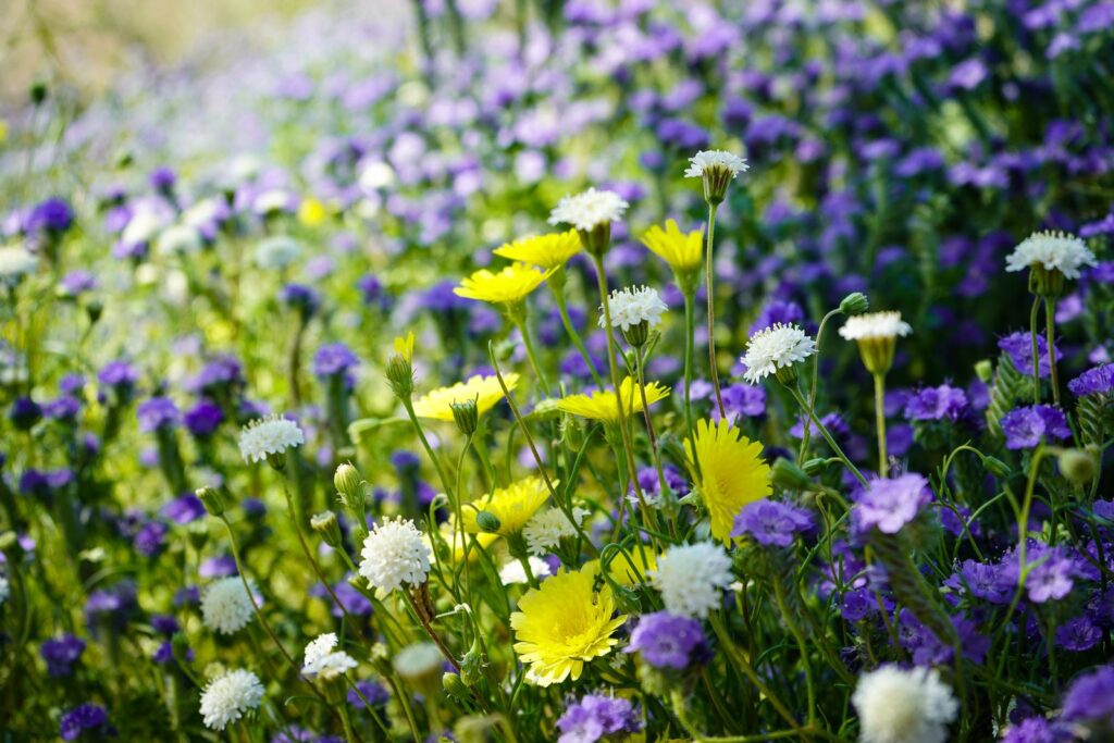 Desert wildflowers in bloom at Borrego Springs, California