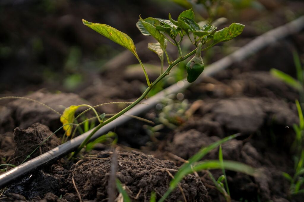 A young pepper plant beside a drip irrigation line