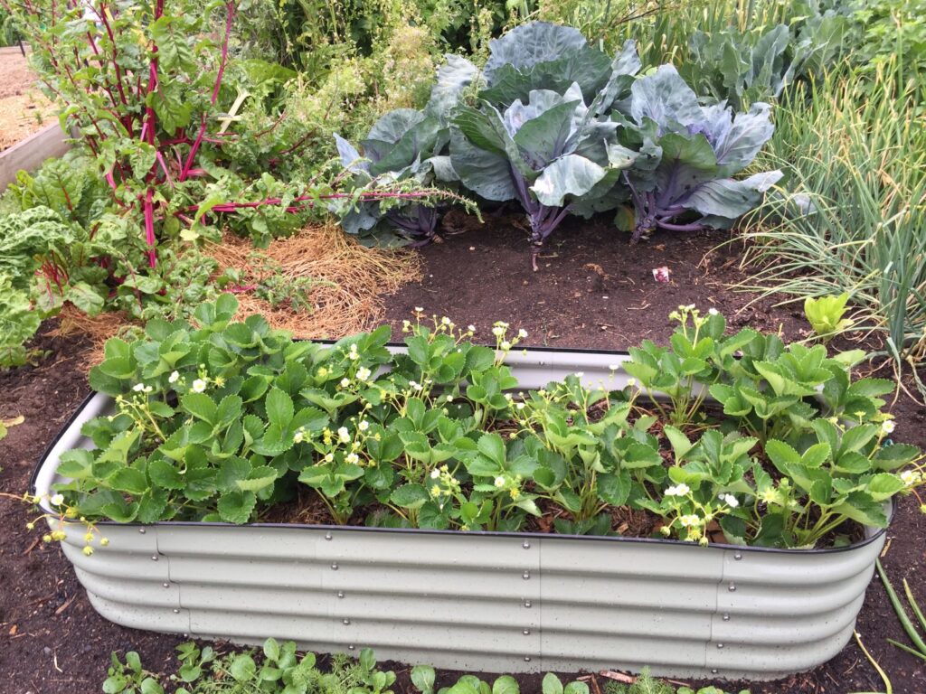 A galvanized metal raised bed planted with strawberries
