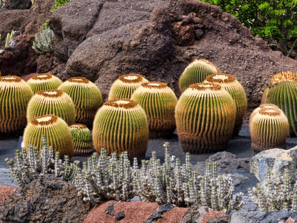 Golden barrel cacti grouped among rocks