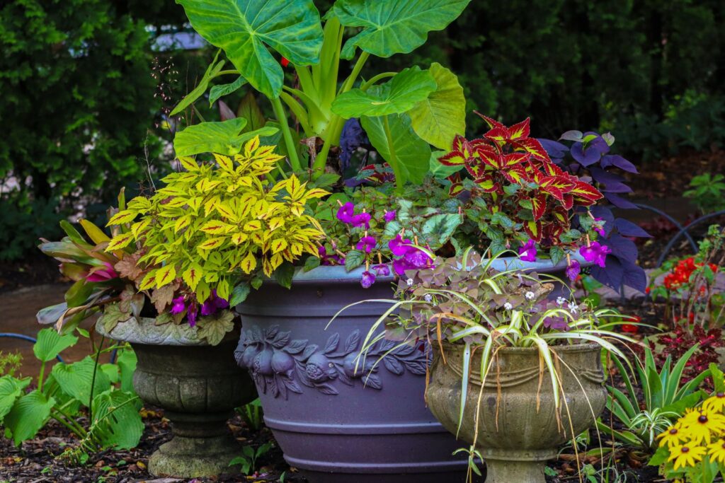 Large containers planted with coleus, caladium and flowers grouped together
