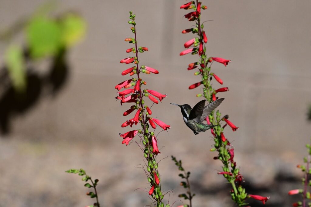 A hummingbird feeding at red penstemon flowers in Marana, Arizona