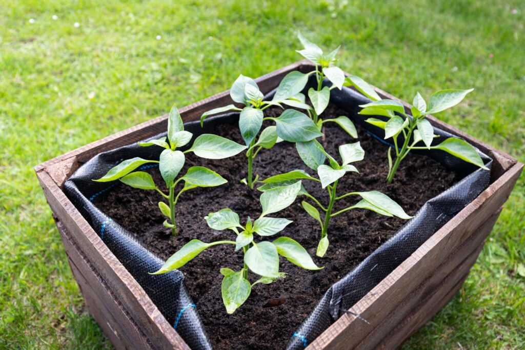 Young pepper plants in a wooden planter box lined with plastic