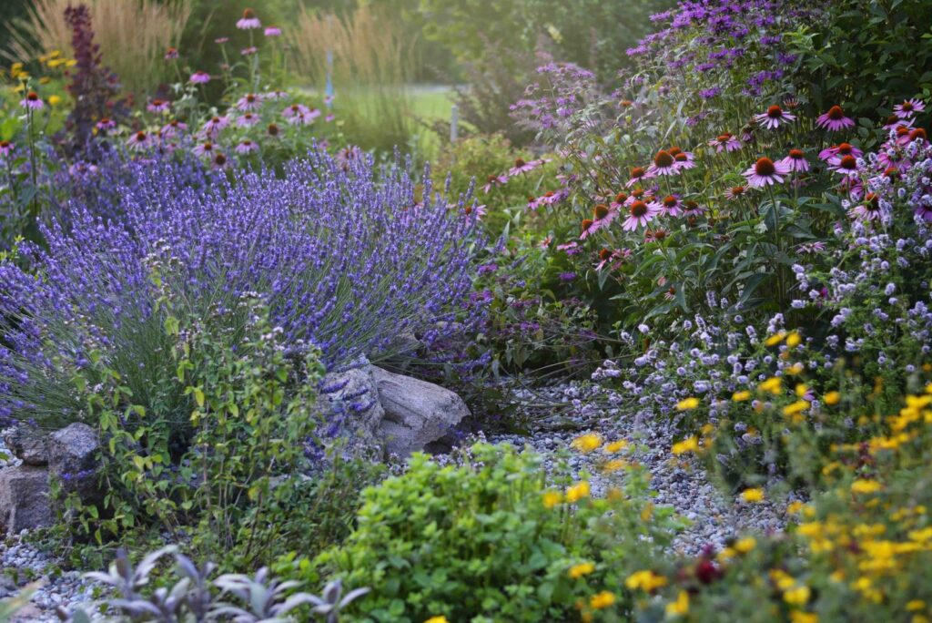 A perennial bed with lavender, coneflowers and black-eyed Susans
