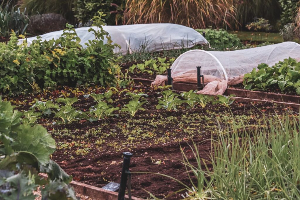 Vegetable beds with hoops and fabric row covers