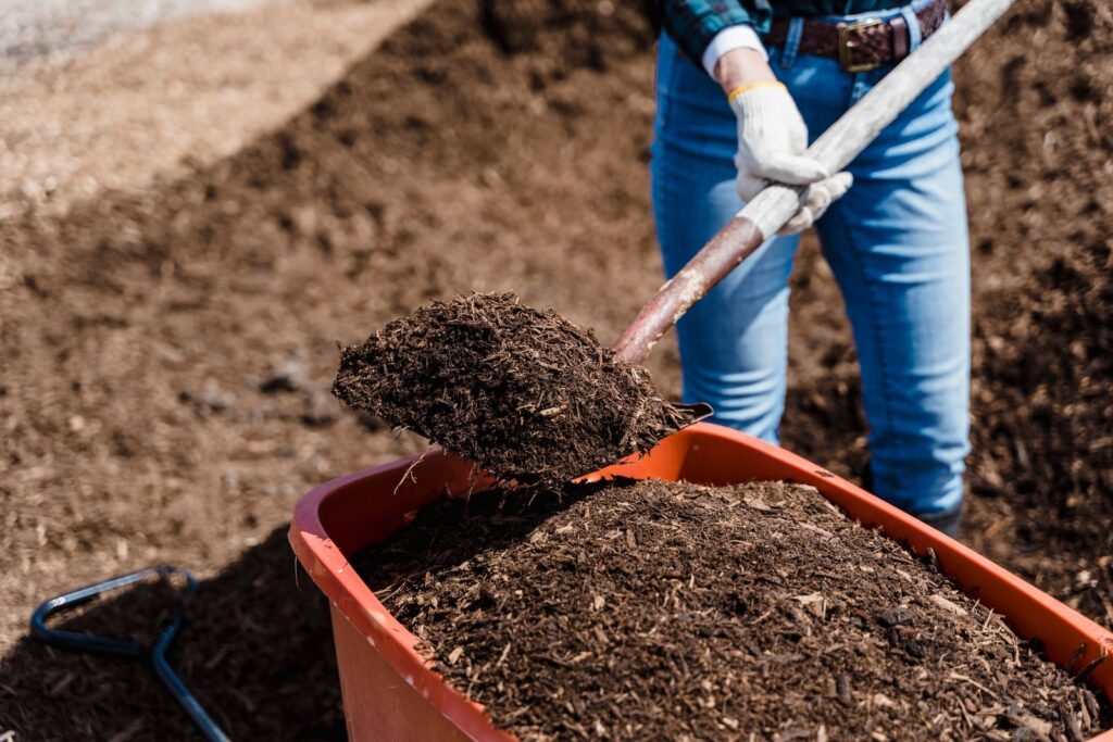 Shoveling compost into a wheelbarrow
