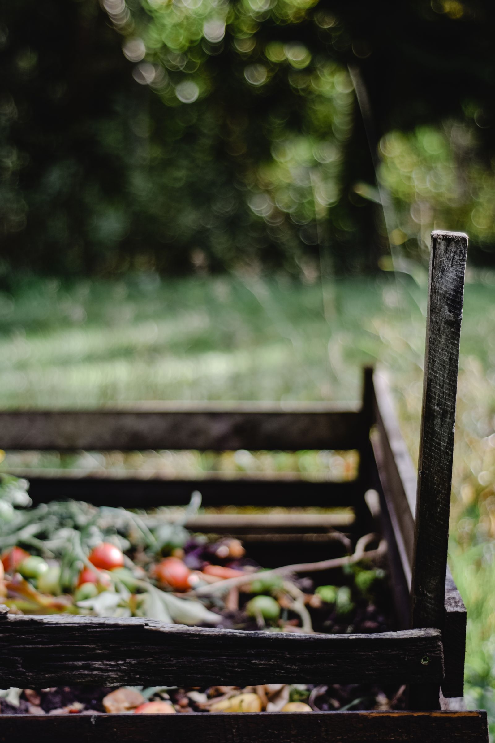 A slatted wooden compost bin holding tomato plants and garden scraps