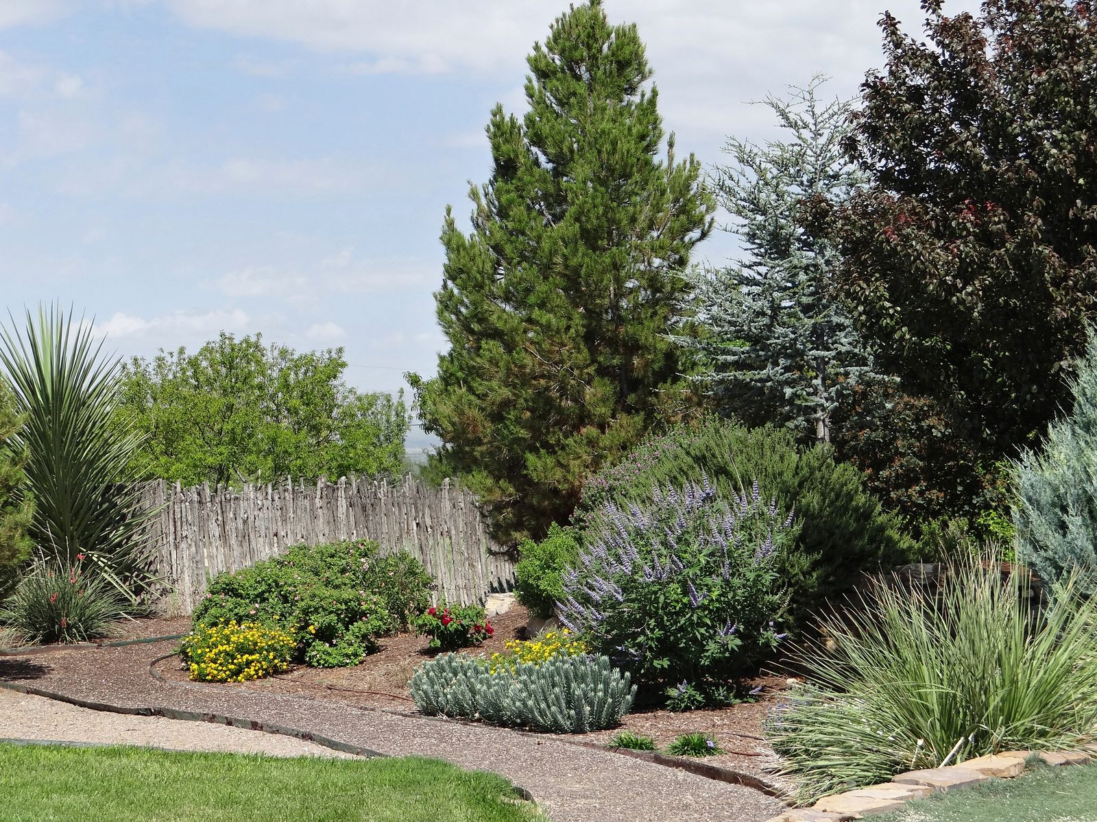A water-wise garden with Russian sage, yucca, shrubs, and mulched beds in Marathon, Texas