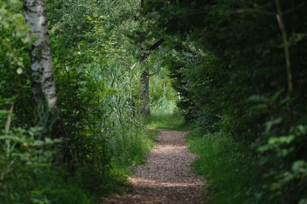 A wood chip path winding through woodland